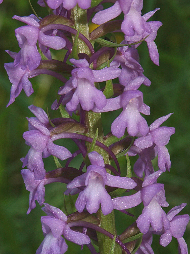 Gymnadenia odoratissima e Gymnadenia conopsea